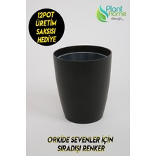 Plant Home Power Mix Orkide Saksısı Siyah Dekoratif Dış Saksı 1 Adet- 12 Pot Şeffaf Orkide Üretim Saksısı Hediyeli