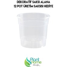 Plant Home Power Mix Orkide Saksısı Siyah Dekoratif Dış Saksı 1 Adet- 12 Pot Şeffaf Orkide Üretim Saksısı Hediyeli