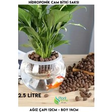 Plant Home Power Mix Hidroponik Bitki Yetiştirme Cam Fanus Vazo - Balık Akvaryumu - 12*14 Tropikal Bitkiler Için Uygun