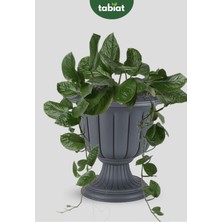 Serinova Büyük Boy Saksı 9.8 Lt - Bina Giriş Saksısı.