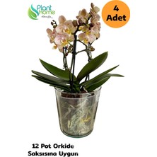 Plant Home Power Mix 4 Adet Cam Orkide Saksısı - 12 Pot Cam Orkide Saksısı - Cam Saksı Vazo