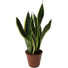 Betonish Sansevieria Trifasciata (Paşa Kılıcı)