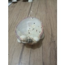 Deniz Kabuğu Mumluk 2