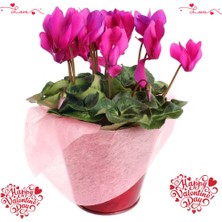 Tunç Botanik SEVGİLİLER GÜNÜ ÇİÇEĞİ PEMBE SİKLAMEN