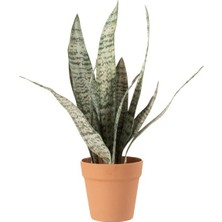 Laromita Decoration Sanseverıa Açık / L