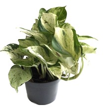 Betonish Epipremnum 'Marble Queen' (Salon Sarmaşığı)