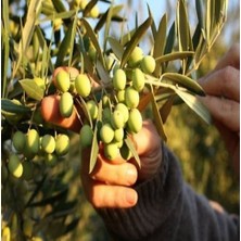 Ispanyol Zeytin Ağacı Fidanı (Orta Boy)