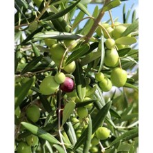 Ispanyol Zeytin Ağacı Fidanı (Orta Boy)