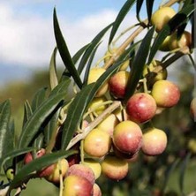 Ispanyol Zeytin Ağacı Fidanı (Orta Boy)