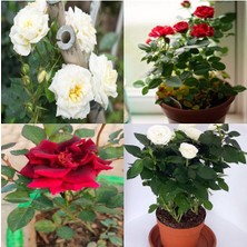 Videolu Beyaz ve Kırmızı Yediveren 2 Adet Gül Fidanı Saksılı 50-90 cm (Red White Roses Sapling)