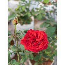 Videolu Beyaz ve Kırmızı Yediveren 2 Adet Gül Fidanı Saksılı 50-90 cm (Red White Roses Sapling)