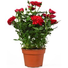 Garden Box Videolu Kırmızı Yediveren Kokulun Gül Fidanı 3 Adet Saksılı Dış Mekan Bitkisi 35-60 cm (Red Rose)