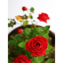 Garden Box Videolu Kırmızı Yediveren Kokulun Gül Fidanı 3 Adet Saksılı Dış Mekan Bitkisi 35-60 cm (Red Rose)