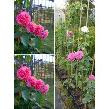 Videolu Yediveren Sarmaşık Mis Kokulu Pembe Gül Fidanı 3 Adet Saksılı 40-65 cm (Climbing Pink Rose)