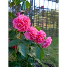 Videolu Yediveren Sarmaşık Mis Kokulu Pembe Gül Fidanı 3 Adet Saksılı 40-65 cm (Climbing Pink Rose)