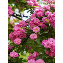 Videolu Yediveren Sarmaşık Mis Kokulu Pembe Gül Fidanı 3 Adet Saksılı 40-65 cm (Climbing Pink Rose)