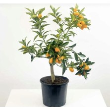 Videolu Bodur Kamkat Fidanı 1 Adet 50-80 cm Saksılı/ Tüplü Bahçe Bitkisi (Kumquat Sapling)