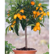 Videolu Bodur Kamkat Fidanı 1 Adet 50-80 cm Saksılı/ Tüplü Bahçe Bitkisi (Kumquat Sapling)