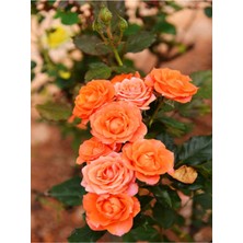 Videolu Yediveren Kokulu 1 Adet Somon Gül Fidanı (10-15 cm)Saksılı (Salmon Rose)