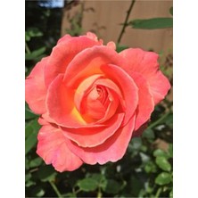 Videolu Yediveren Kokulu 1 Adet Somon Gül Fidanı (10-15 cm)Saksılı (Salmon Rose)