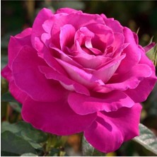 Videolu Yediveren Gül Fidanı (10-15 cm) Saksılı/Tüplü 1 Adet Aşılı Gül Pink Rose