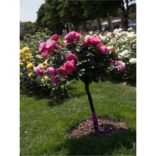 Videolu Yediveren Gül Fidanı (10-15 cm) Saksılı/Tüplü 1 Adet Aşılı Gül Pink Rose