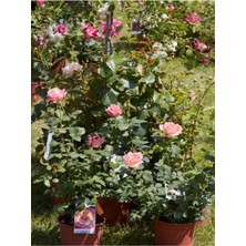 Videolu Yediveren Gül Fidanı (10-15 cm) Saksılı/Tüplü 1 Adet Aşılı Gül Pink Rose