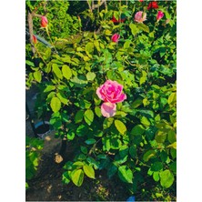 Videolu Pembe Renk Gül Fidanı 10-15 cm Saksıda Yediveren Kokulu Aşılı Gül (Pink Rose)