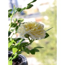 Videolu Aşılı Yediveren Kokulu Krem Gül Fidanı 10-15 cm Saksılı (Cream Rose Sapling)