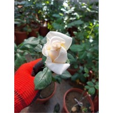 Videolu Aşılı Yediveren Kokulu Krem Gül Fidanı 10-15 cm Saksılı (Cream Rose Sapling)