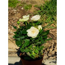 Videolu Aşılı Yediveren Kokulu Krem Gül Fidanı 10-15 cm Saksılı (Cream Rose Sapling)