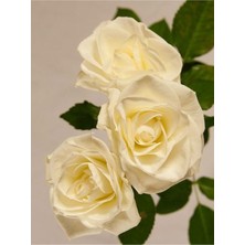 Videolu Aşılı Yediveren Kokulu Krem Gül Fidanı 10-15 cm Saksılı (Cream Rose Sapling)