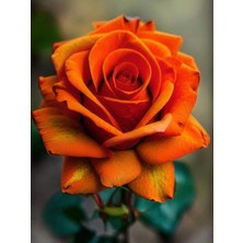 Videolu Yediveren Turuncu Gül (25 35 cm) Saksıda Aşılı Gül Orange Rose