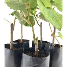 Hayward Kivi Fidanı-Erkek ve Dişi 2 Adet 35-40 cm Bol Verimli Soğuğa Dayanıklı