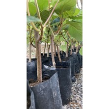 Hayward Kivi Fidanı-Erkek ve Dişi 2 Adet 35-40 cm Bol Verimli Soğuğa Dayanıklı