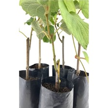 3'lü Set 2 Adet Kivi+ 1 Adet Yabana Mersini Fidanı