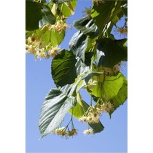 Tüplü Ihlamur Fidanı