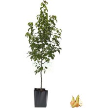 Carmen Armut Tüplü Fidan