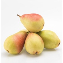 2-3 Yaş Aşılı Santa Armut Fidanı 80 cm Bol Verimli Soğuğa Dayanıklı