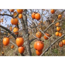 Trabzon Hurması Fidanı Bol Verimli