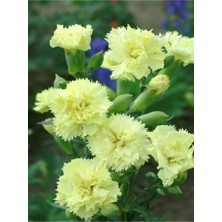 Videolu Sarı Karanfil (15-30cm)4 Adet Saksılı/ Tüplü Çiçekli Bodur Bitki Dianthus Caryophyllus