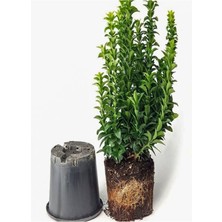 Garden Box Yeşil Çıtır Taflan Çiçeği Fidanı 1 Adet Saksılı 20 - 40 cm Çit Bitkisi (Prunus Laurocerasus)