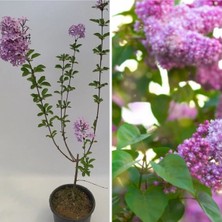 Videolu 1 Adet Mis Kokulu Leylak Çiçeği Fidanı 60-90 cm Tüplü Çiçekli Bodur Bitkiler (Syringa)