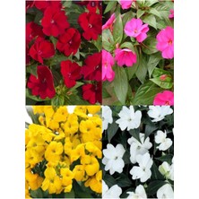 Videolu 2'li Karışık Renk İthal Cam Güzeli Çiçeği15-25 cm Tüplü Çiçekli Bodur Bitkiler Yeni Gine