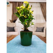Dev Dikenler Tacı Çiçekçiği Milli Çiçeği Euphorbia Milli