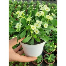 Videolu 4'lü Dikenler Tacı Çiçeği(Sarı-Kırmızı-Pembe-Beyaz)10-15 cm Tüplü Çiçekli Euphorbia Milii