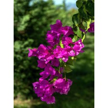 Videolu 1 Adet Koyu Pembe Begonvil Çiçeği 40-50 cm Saksılı Çiçekli Bodur Bitkiler Bougainvillea