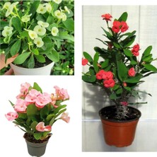 Garden Box Videolu 3'lü Karışık Renk Dikenler Tacı Çiçeği 10-20 cm Tüplü Çiçekli Bodur Bitkiler Euphorbia Milli