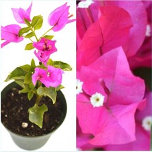 Videolu 1 Adet Pembe Renk Begonvil Çiçeği (10 15 cm) Saksılı Çiçekli Bodur Bitkiler Bougainvillea
