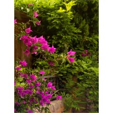 Videolu 1 Adet Pembe Renk Begonvil Çiçeği (10 15 cm) Saksılı Çiçekli Bodur Bitkiler Bougainvillea